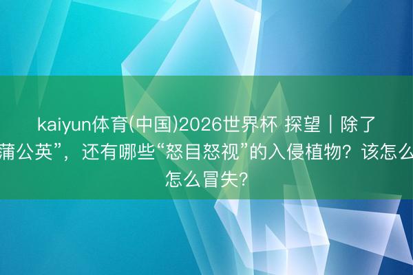 kaiyun体育(中国)2026世界杯 探望｜除了“大号蒲公英”，还有哪些“怒目怒视”的入侵植物？该怎么冒失？